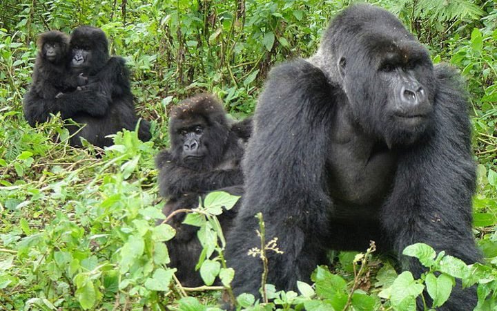 Multi-Park Safari – Gorillas, Chimps & Big Five